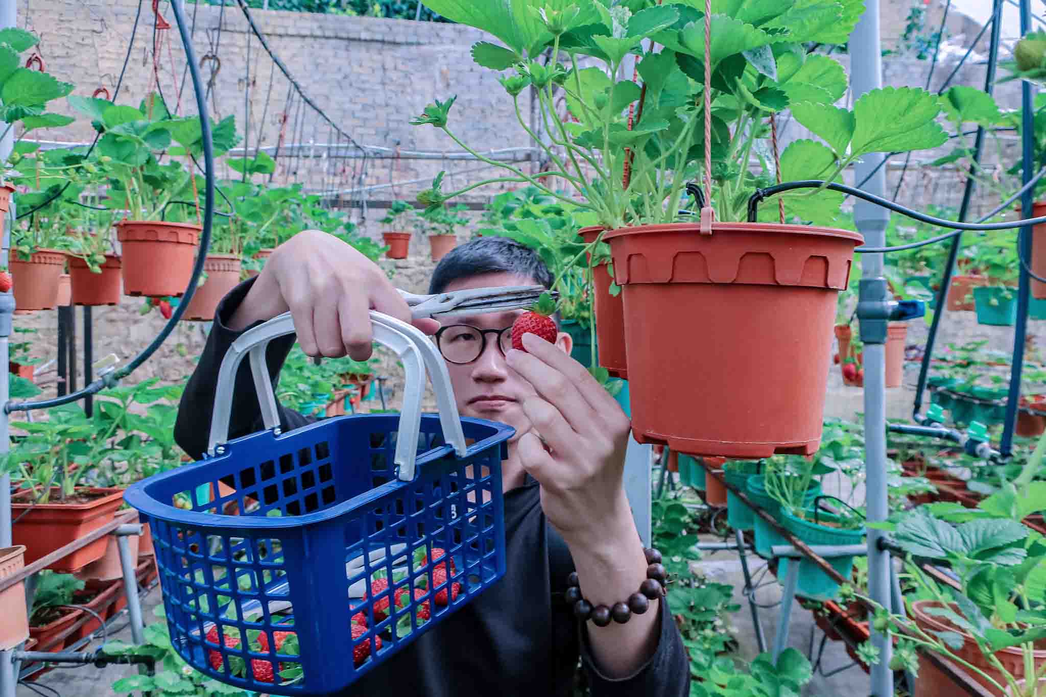 Strawberry Farms at Cameron Highlands