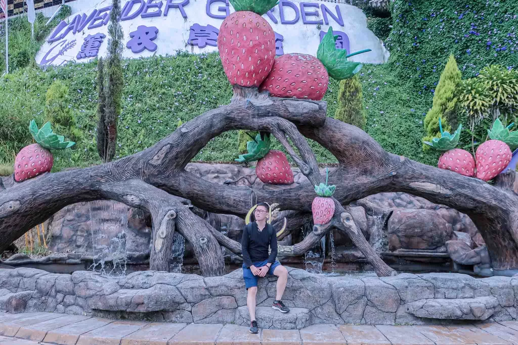 Lavender Garden at Cameron Highlands