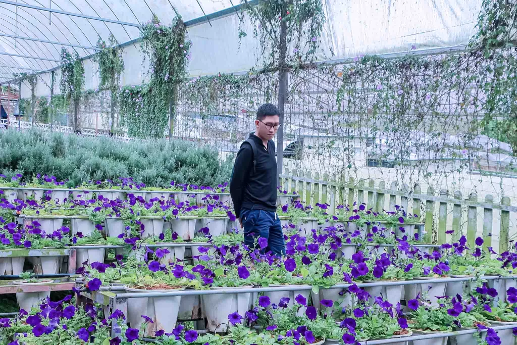 Lavender Garden at Cameron Highlands