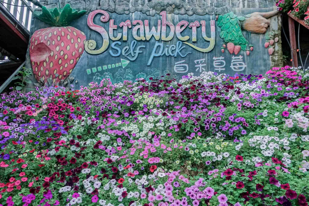 Lavender Garden at Cameron Highlands