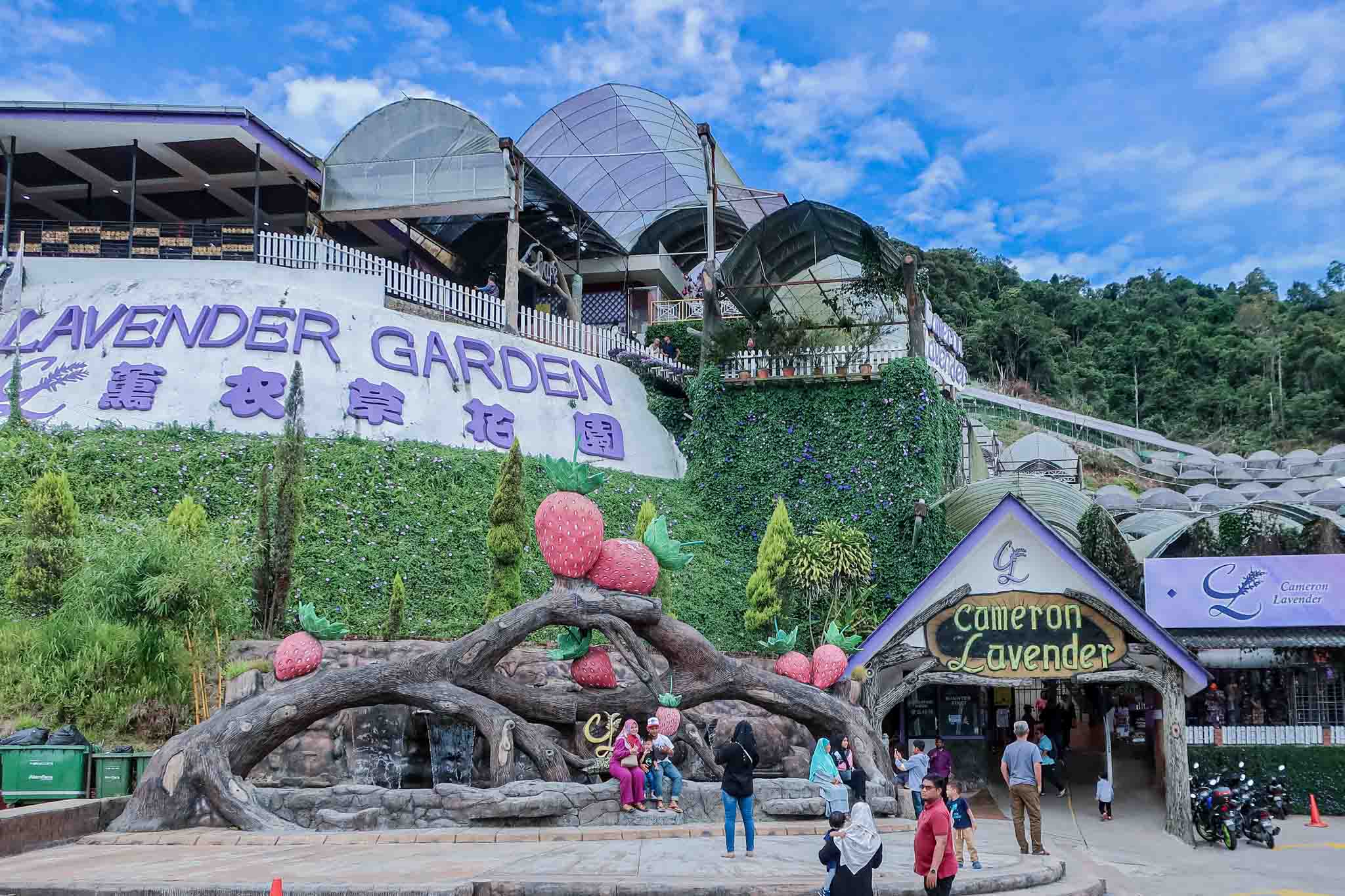 Lavender Garden at Cameron Highlands