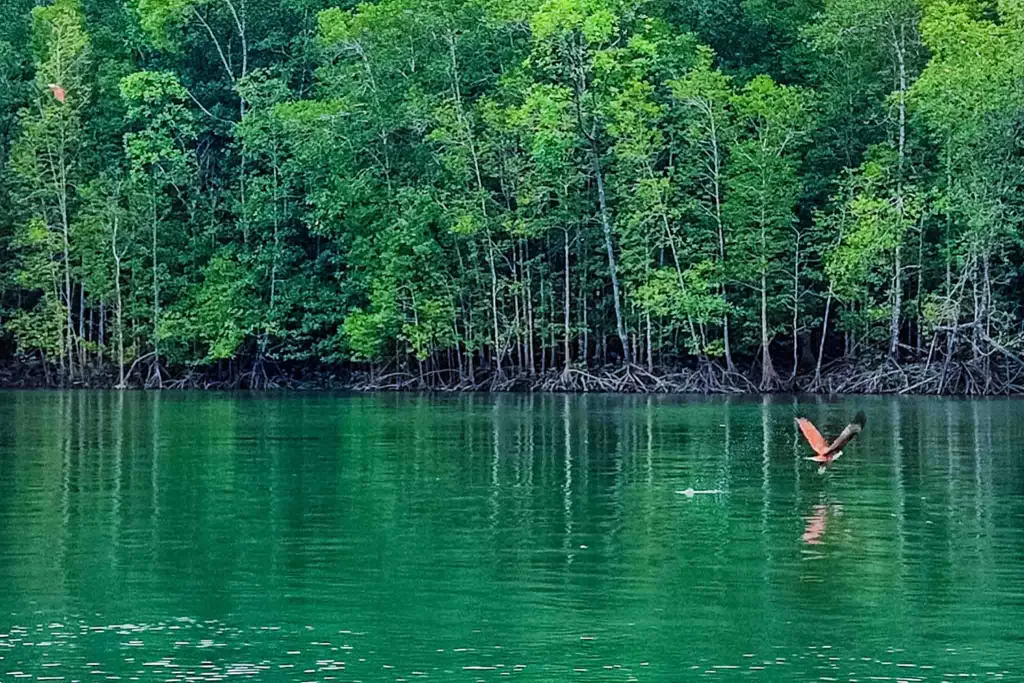 Top Things To Do During The Langkawi Mangrove Tour