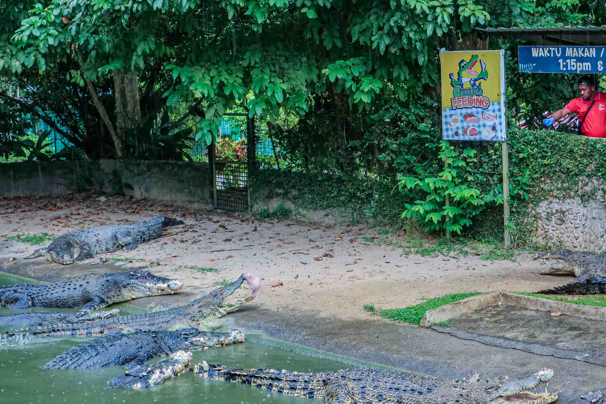 Crocodile Adventureland Langkawi Review