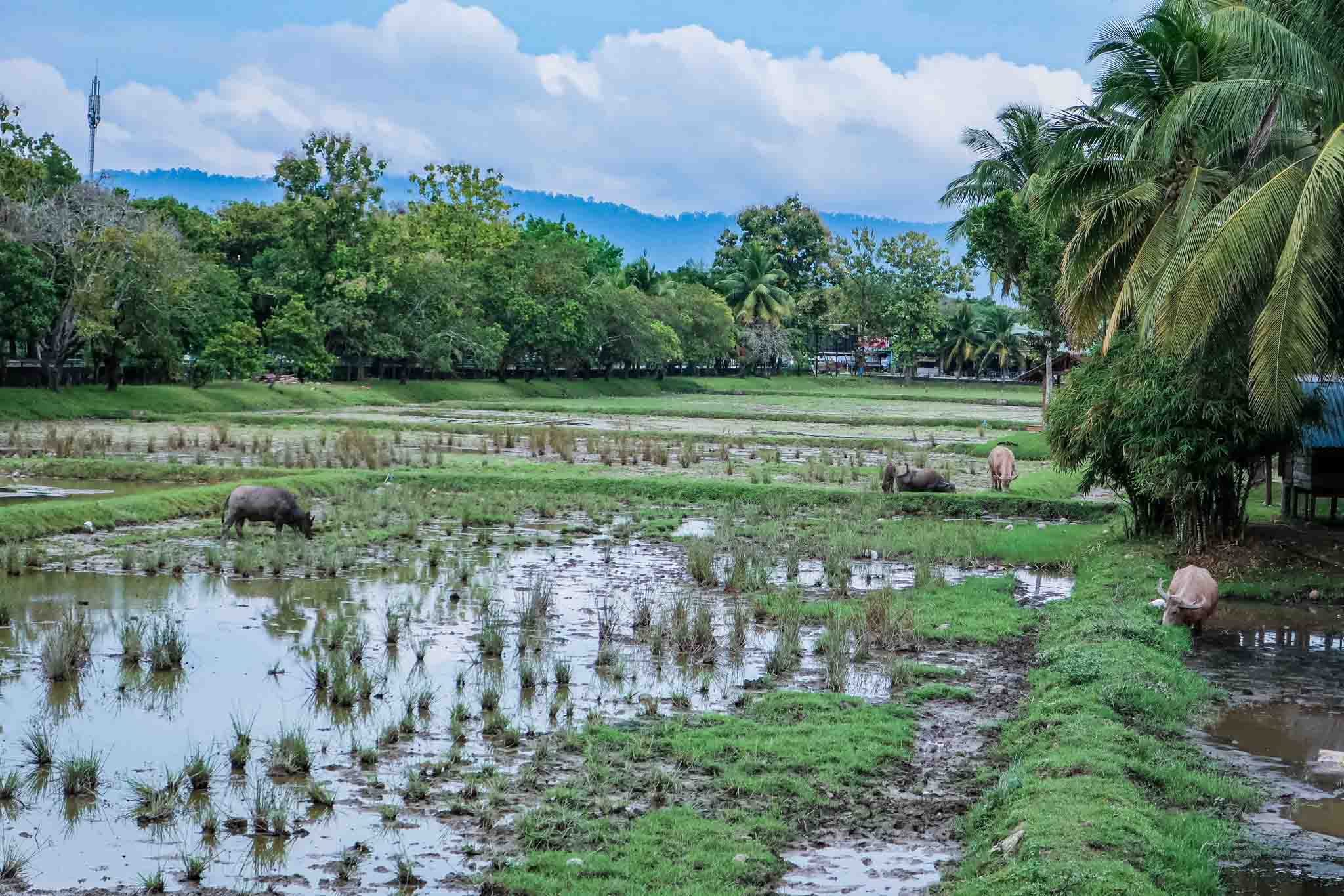 Laman Padi Langkawi Rice Museum Review